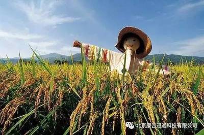 未来十年,中国农业是这样,你准备好了吗?