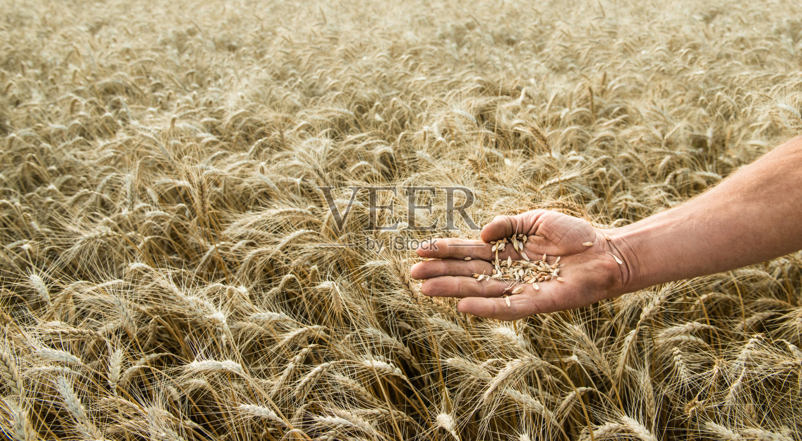 谷物种植者的手对着麦田照片摄影