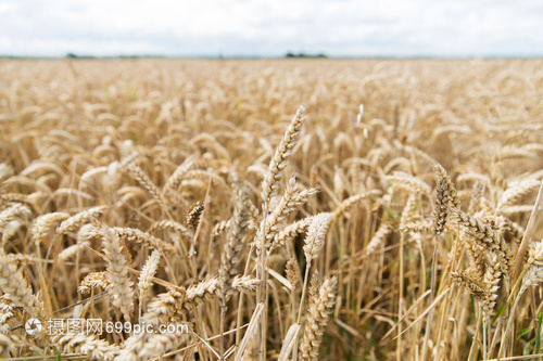 农业农业谷物土地种植成熟小麦穗黑麦穗