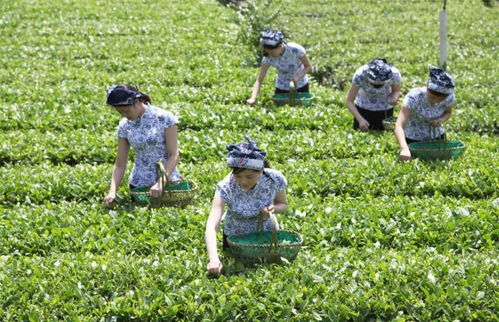 36年做茶卖茶,一路折腾收获一路惊喜