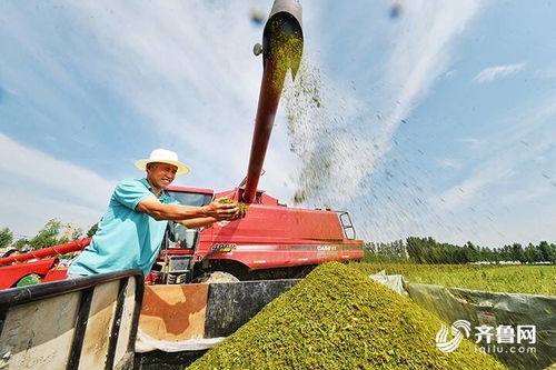 vlog丨跟着记者收藜麦 超级谷物 在德州齐河大面积种植成功